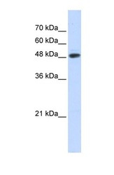 NBP1-54339 - UBR7