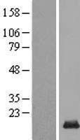 NBL1-08185 - C14orf177 Lysate