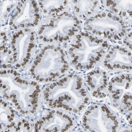 NBP1-83505 - Draxin