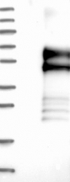 NBP1-83505 - Draxin