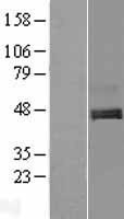 NBL1-08308 - C1orf187 Lysate