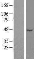 NBL1-08325 - C1orf59 Lysate