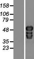 NBL1-17201 - C20orf100 Lysate