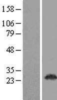 NBL1-08398 - C22orf33 Lysate
