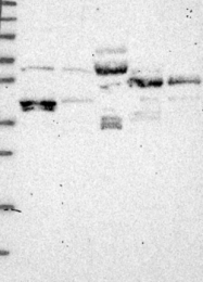 NBP1-91729 - C2orf62