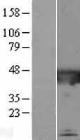 NBL1-08424 - C2orf62 Lysate