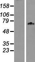 NBL1-12614 - C2orf86 Lysate