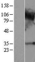 NBL1-08465 - C4orf19 Lysate