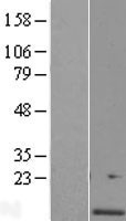 NBL1-12584 - C4orf46 Lysate