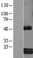 NBL1-08506 - C6orf108 Lysate