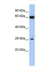 NBP1-70477 - C6orf223