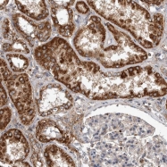 NBP1-82725 - C7orf62