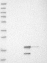NBP1-85077 - C7orf64