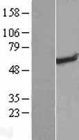 NBL1-08579 - C9orf102 Lysate