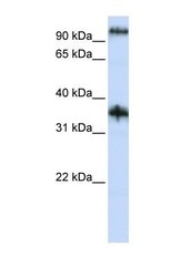 NBP1-59961 - C9orf4
