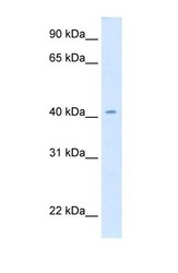 NBP1-56308 - CAD