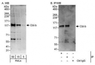 NBP1-49920 - CBLB / RNF56