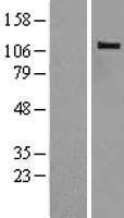 NBL1-08737 - CBLB Lysate