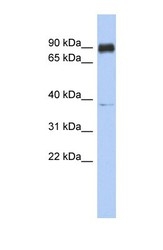 NBP1-70488 - CCDC157