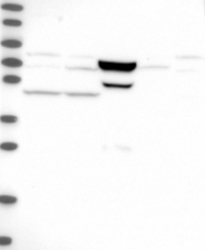 NBP1-85831 - CCDC157