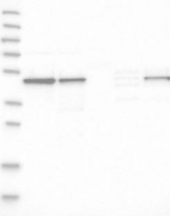NBP1-88165 - ZNF830 / CCDC16