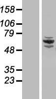 NBL1-08785 - CCDC22 Lysate
