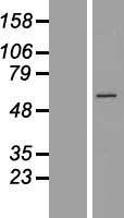 NBL1-08902 - CCT6B Lysate