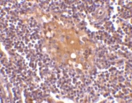 NBP1-76699 - CD5L / API6