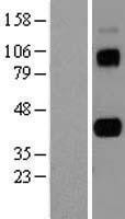 NBL1-08959 - CD5L Lysate