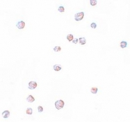 NBP1-77110 - CHORDC1