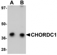 NBP1-77110 - CHORDC1