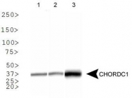 NBP1-78304 - CHORDC1