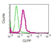 NBP1-96007 - CLPP