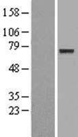 NBL1-10271 - CNOX Lysate