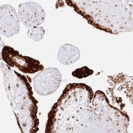 NBP1-81716 - TMEM4 / CNPY2