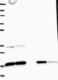 NBP1-81716 - TMEM4 / CNPY2