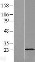 NBL1-09323 - CNPY2 Lysate