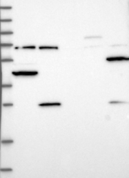NBP1-88063 - Complex IV subunit III