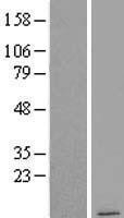 NBL1-09421 - COX7B2 Lysate