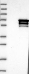 NBP1-84985 - CRMP1 / DPYSL1