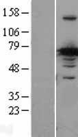 NBL1-09487 - CRMP1 Lysate