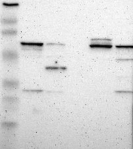 NBP1-85448 - DPYSL2 / CRMP2