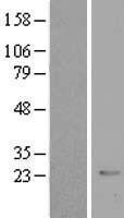 NBL1-09500 - CRYBB2 Lysate