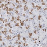 NBP1-84375 - Beta-crystallin S