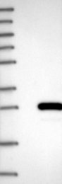 NBP1-84375 - Beta-crystallin S