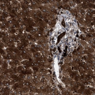 NBP1-89536 - Zeta-crystallin
