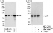 NBP1-71913 - UNR protein / CSDE1