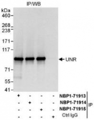 NBP1-71914 - UNR protein / CSDE1