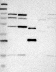 NBP1-88086 - CSGLCAT