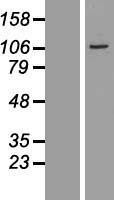 NBL1-09637 - CXorf20 Lysate